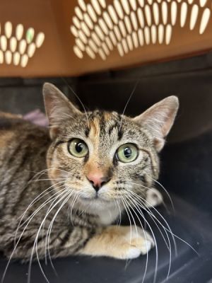 Primary Color Torbie Weight 92lbs Animal has been Spayed