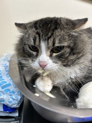 Primary Color Brown Tabby Secondary Color White Weight 9875lbs Animal has been Neutered