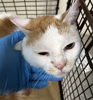 Primary Color Orange Secondary Color White Weight 801lbs Animal has been Neutered