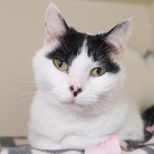 Tammy, Adult Female unknown