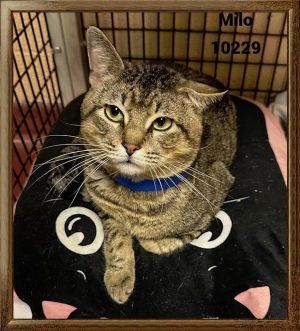 Primary Color Tabby Weight 10lbs Age 2yrs 0mths 3wks