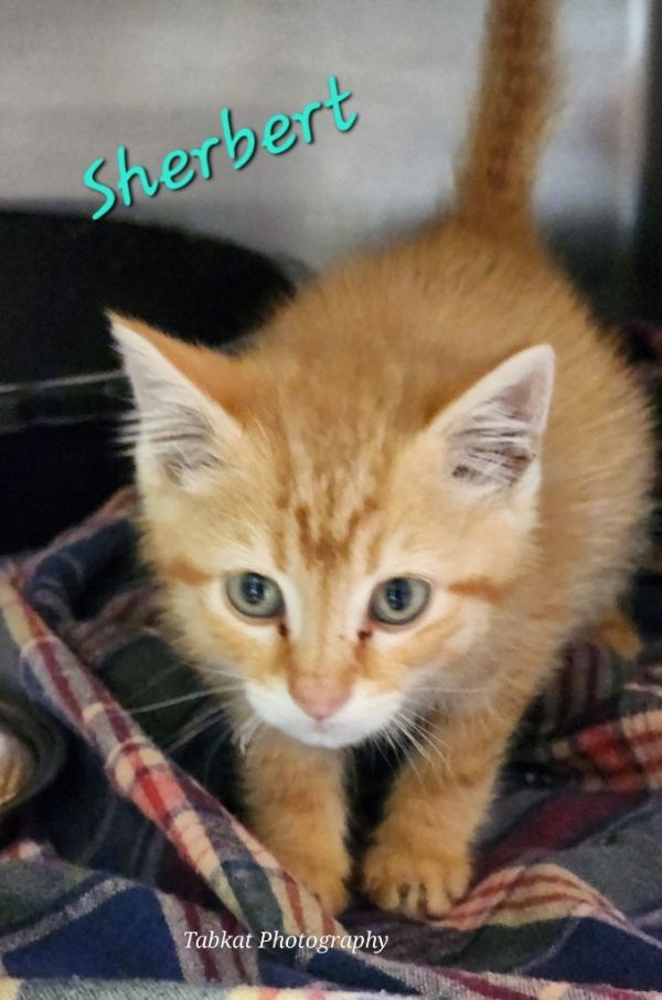 Sherbert thumbnail 2