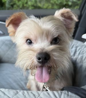 Name Gotti Jones Breed YorkshireShih Tzu Mix Age 2 years Weight 11 pounds Photos To see more p