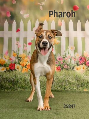 Pharoh is an older puppy who is very sweet and friendly He loves being outside and likes other dogs