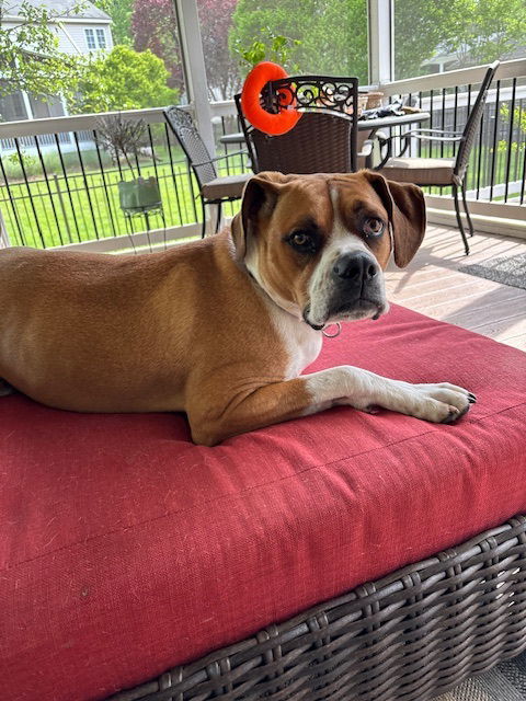 Cooper FOSTER HOME NEEDED