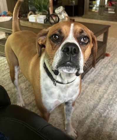 Cooper FOSTER HOME NEEDED