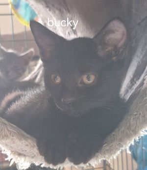 Bucky, Baby Male Domestic Short Hair