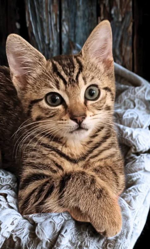 Pepper