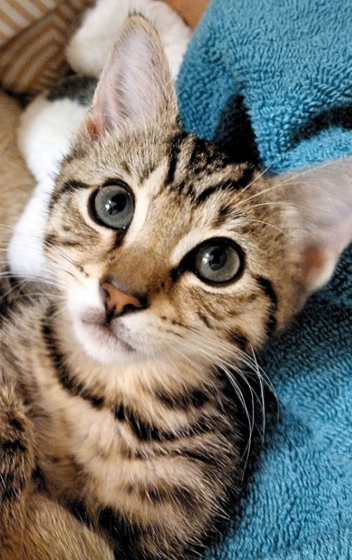 Pepper