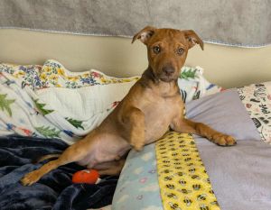 Canyon, Baby Male Pit Bull Terrier