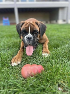 Peanut 3 YO 57 Pounds Kid  Dog Friendly Crate  Leash Trained Fostered in Ridgefield WA Hi Im Pe