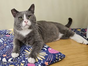 Micky, Adult Male Domestic Short Hair
