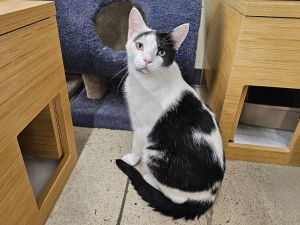 Dicky, Adult Male Domestic Short Hair