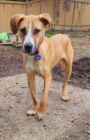 Lincoln Smooth Collie Dog