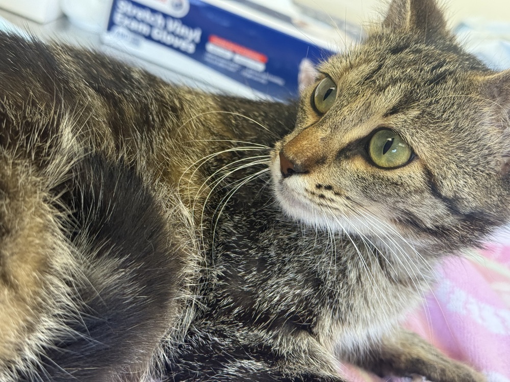 Leah 23C-0133, an adoptable Domestic Short Hair in Corinth, MS, 38834 | Photo Image 1