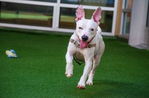 Hi friends so nice to meet you My name is Astro Im a 2-year-old neutered male Pit Bull mix that