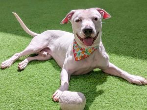 Hi friends so nice to meet you My name is Astro Im a 2-year-old neutered male Pit Bull mix that