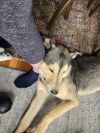Snickers photo 5