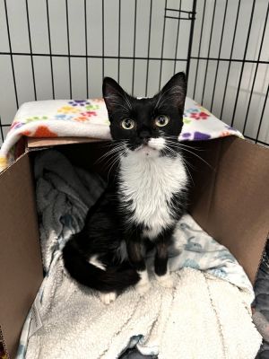 Lil Harley is a 6-month-old 4-pound female cat from the NYCACC Harley came from a hoarding house w