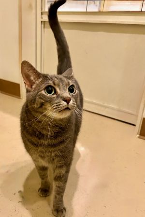 Ellie Mae, Adult Female Tabby