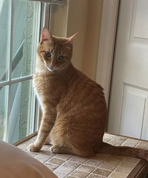 Charlie, Adult Male Domestic Short Hair