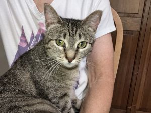 Yuna, Adult Female Domestic Short Hair