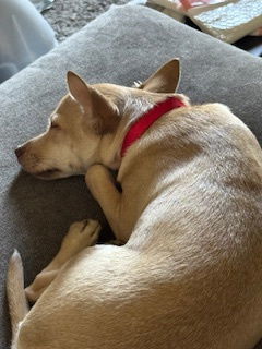 DASHER #3, Baby Male Chihuahua