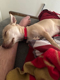 DASHER #3