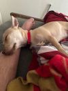 DASHER #3 photo 2