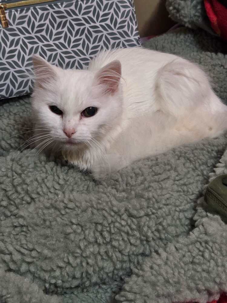 Izzy