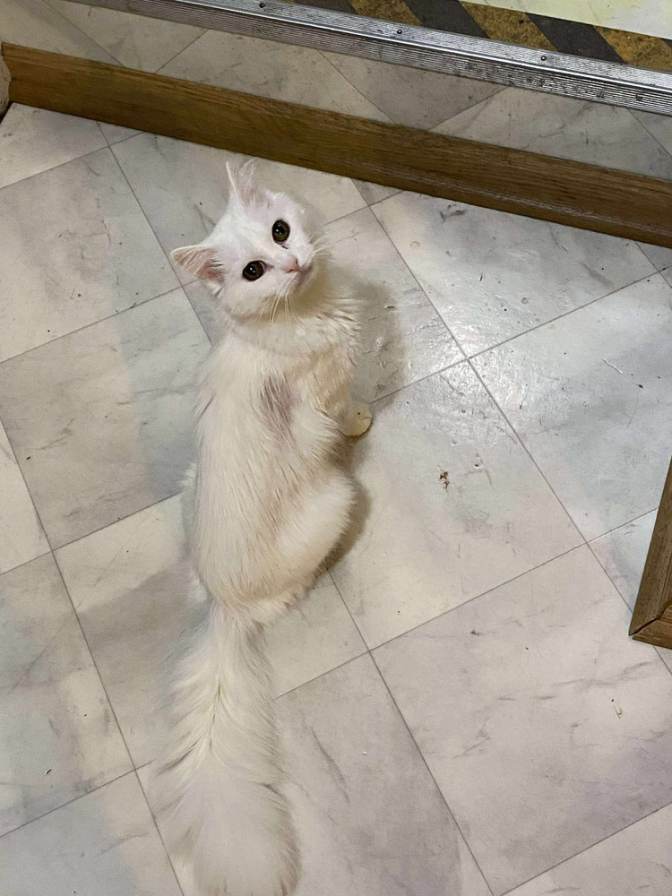 Izzy
