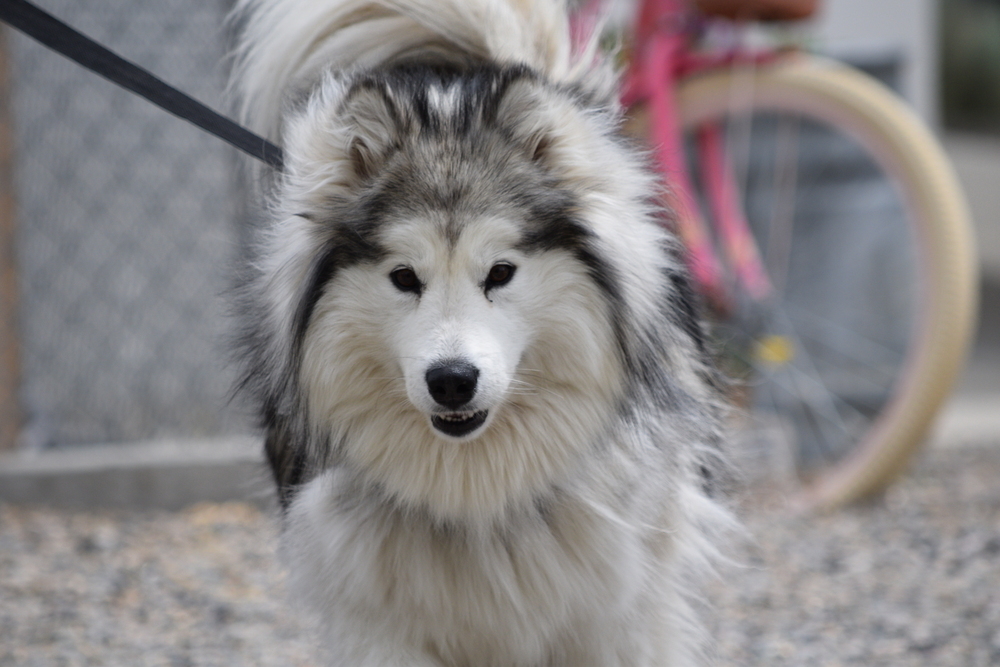 Maggie, an adoptable Alaskan Malamute in Salmon, ID, 83467 | Photo Image 1