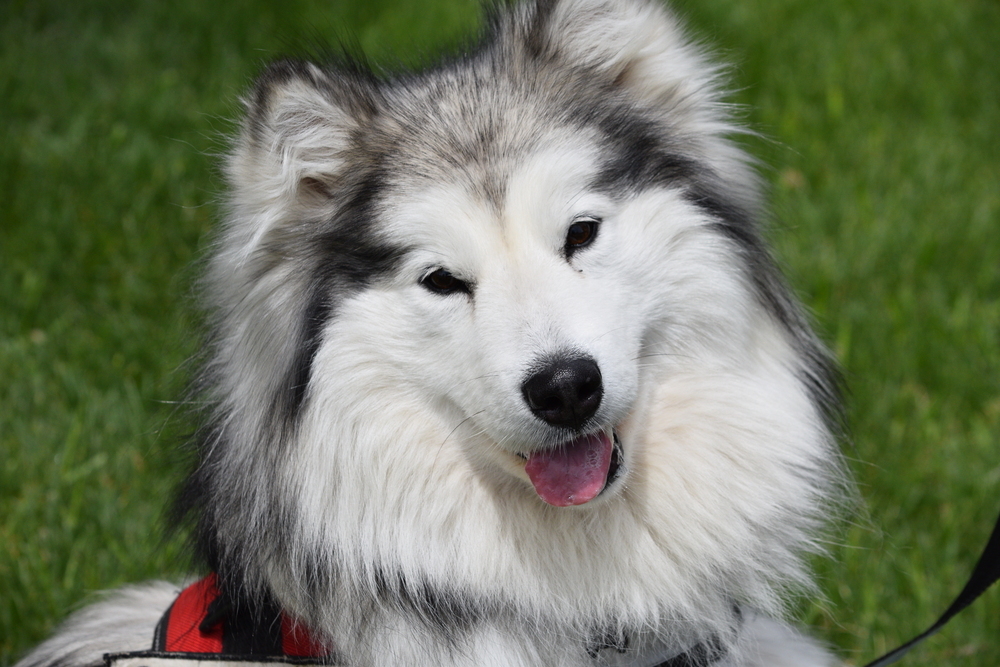 Maggie, an adoptable Alaskan Malamute in Salmon, ID, 83467 | Photo Image 2