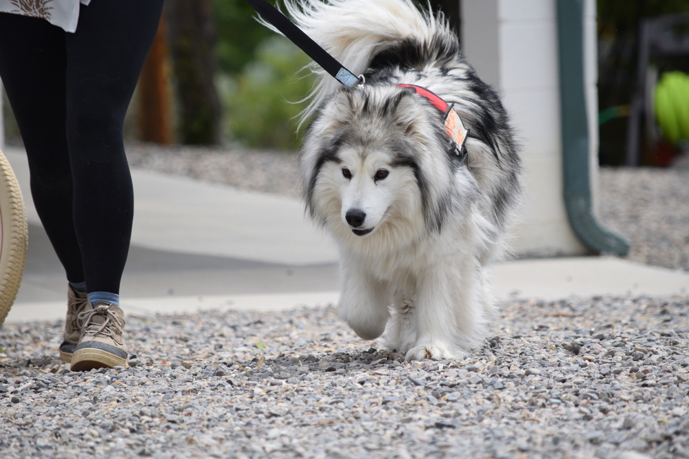 Maggie, an adoptable Alaskan Malamute in Salmon, ID, 83467 | Photo Image 3