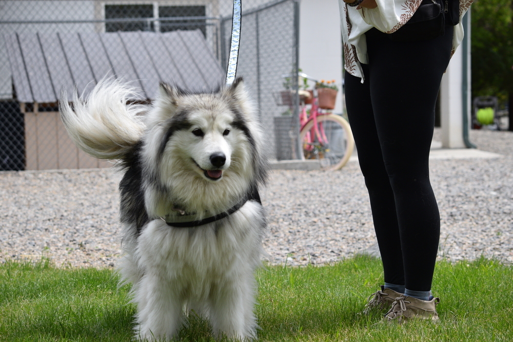 Maggie, an adoptable Alaskan Malamute in Salmon, ID, 83467 | Photo Image 4