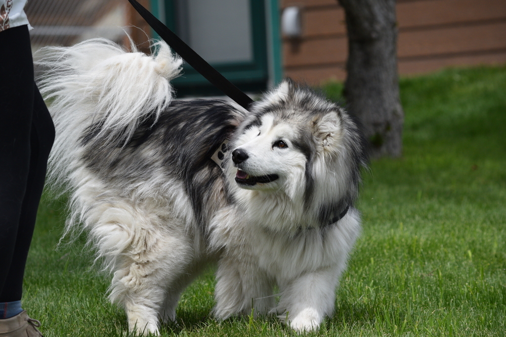 Maggie, an adoptable Alaskan Malamute in Salmon, ID, 83467 | Photo Image 5