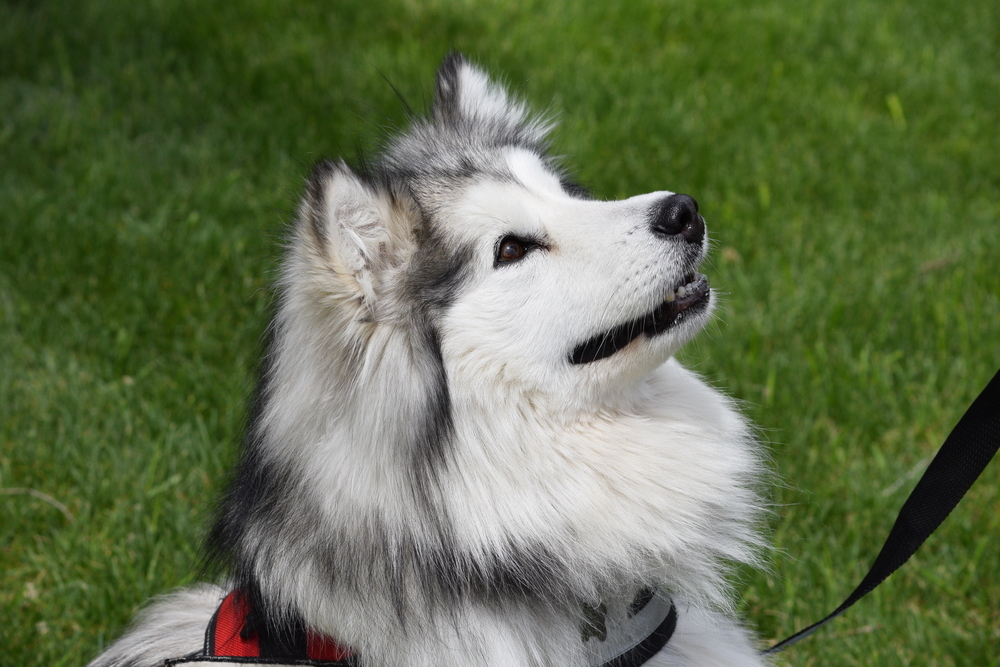Maggie, an adoptable Alaskan Malamute in Salmon, ID, 83467 | Photo Image 6