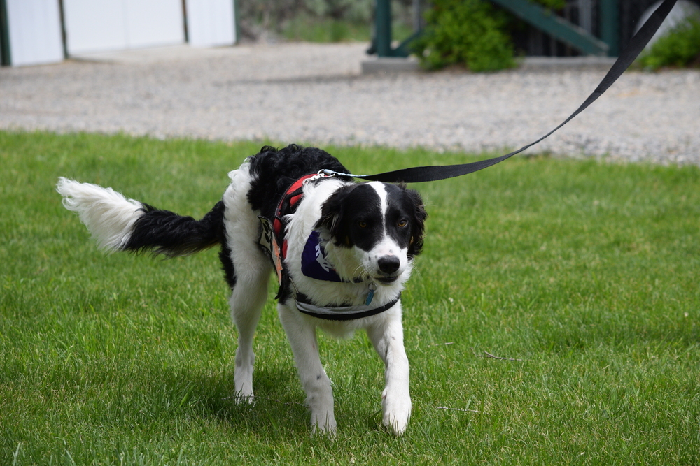 Pascal, an adoptable Collie, Australian Cattle Dog / Blue Heeler in Salmon, ID, 83467 | Photo Image 1
