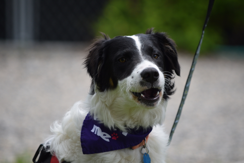 Pascal, an adoptable Collie, Australian Cattle Dog / Blue Heeler in Salmon, ID, 83467 | Photo Image 2