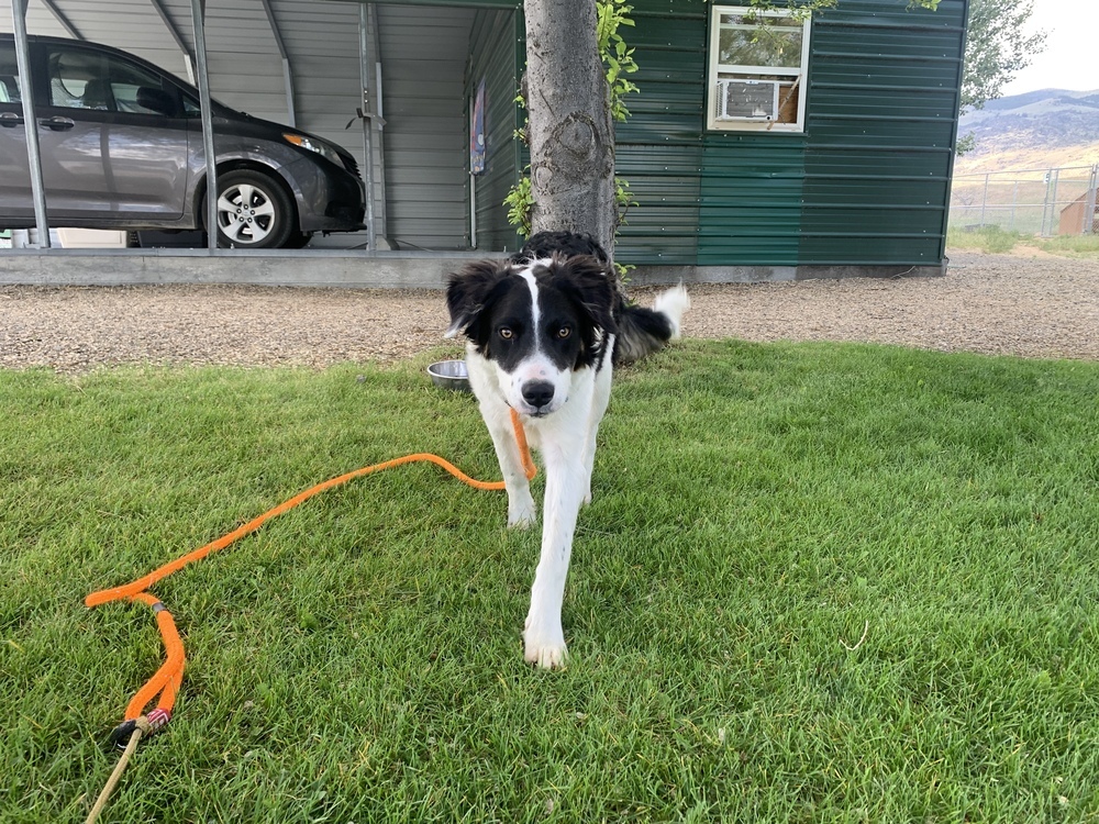 Pascal, an adoptable Collie, Australian Cattle Dog / Blue Heeler in Salmon, ID, 83467 | Photo Image 2