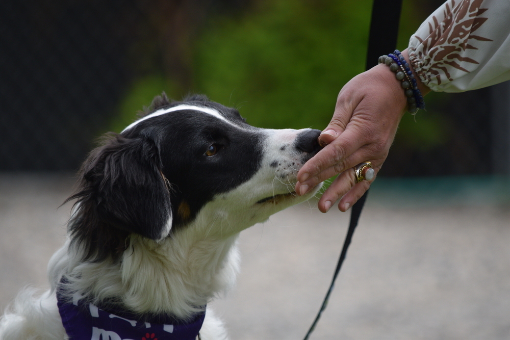 Pascal, an adoptable Collie, Australian Cattle Dog / Blue Heeler in Salmon, ID, 83467 | Photo Image 3