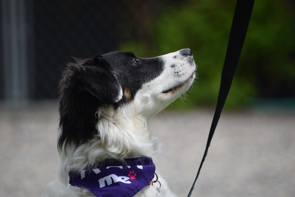 Pascal, an adoptable Collie, Australian Cattle Dog / Blue Heeler in Salmon, ID, 83467 | Photo Image 4