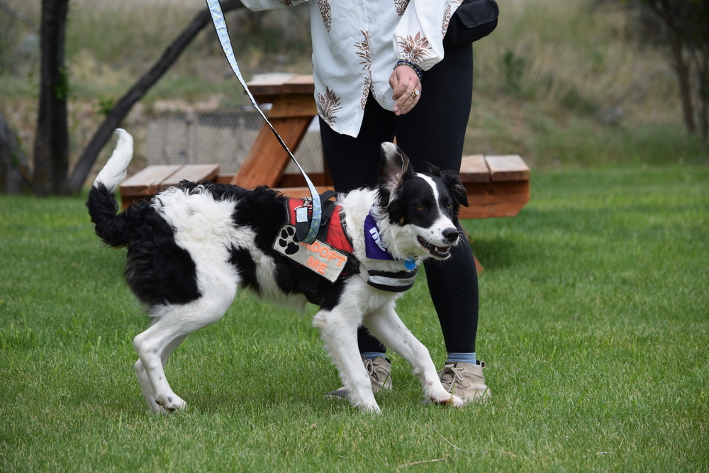 Pascal, an adoptable Collie, Australian Cattle Dog / Blue Heeler in Salmon, ID, 83467 | Photo Image 5