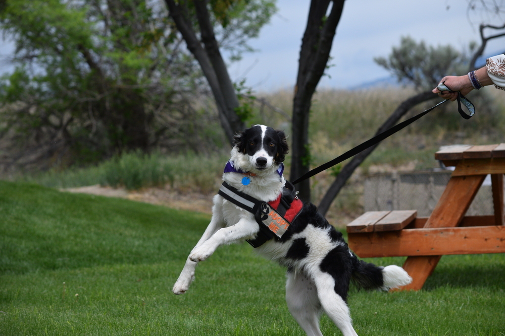 Pascal, an adoptable Collie, Australian Cattle Dog / Blue Heeler in Salmon, ID, 83467 | Photo Image 6
