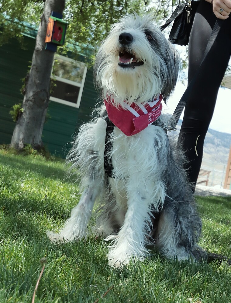Hope, an adoptable Collie in Salmon, ID, 83467 | Photo Image 1
