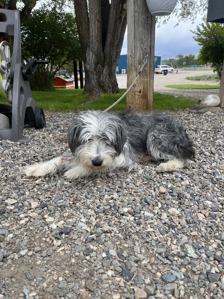 Hope, an adoptable Collie in Salmon, ID, 83467 | Photo Image 2
