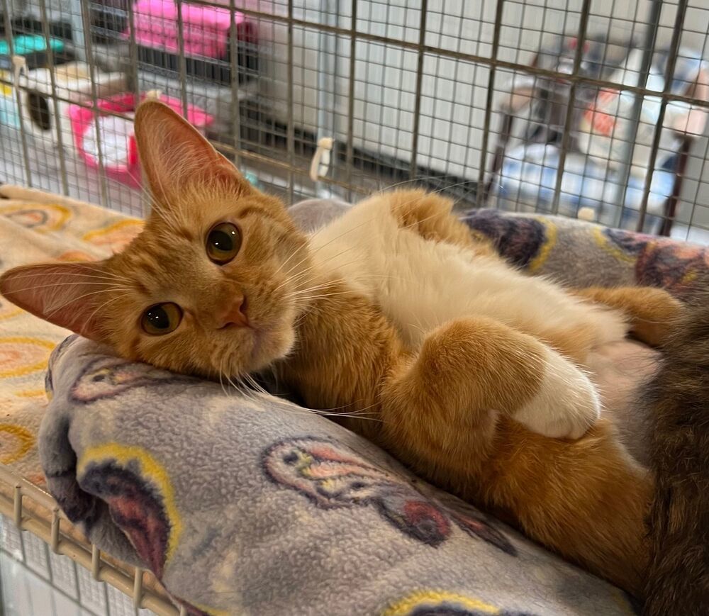 Peaches, an adoptable Domestic Short Hair in McPherson, KS, 67460 | Photo Image 1