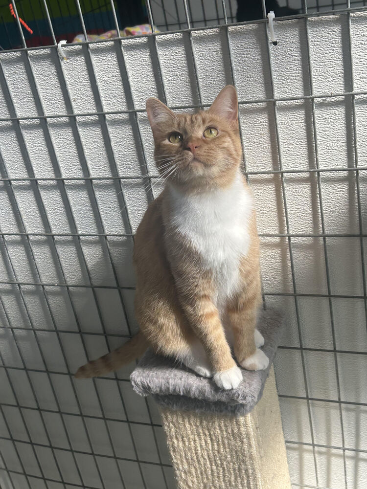 Peaches, an adoptable Domestic Short Hair in McPherson, KS, 67460 | Photo Image 1