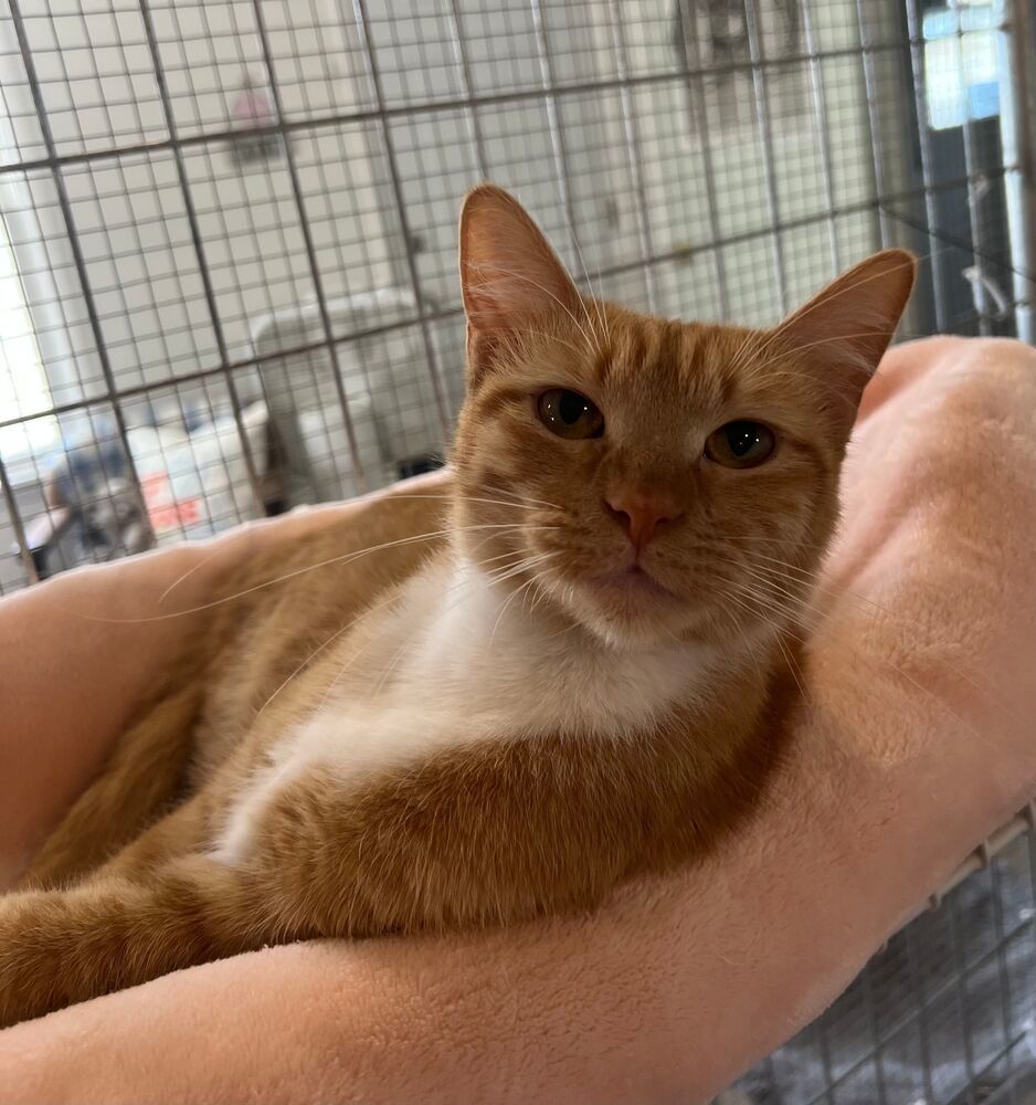 Peaches, an adoptable Domestic Short Hair in McPherson, KS, 67460 | Photo Image 3