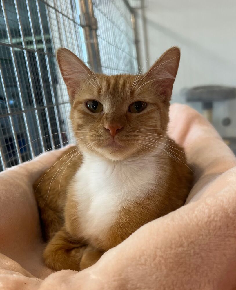 Peaches, an adoptable Domestic Short Hair in McPherson, KS, 67460 | Photo Image 3